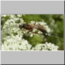 Lissonota sp - Schlupfwespe 01b 14mm-fdet03.jpg